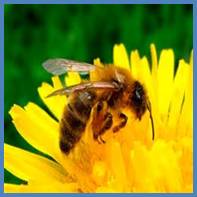 http://tse1.mm.bing.net/th?&id=OIP.Mfad1930a1272142e018fe94b25c44d11o0&w=299&h=235&c=0&pid=1.9&rs=0&p=0&r=0